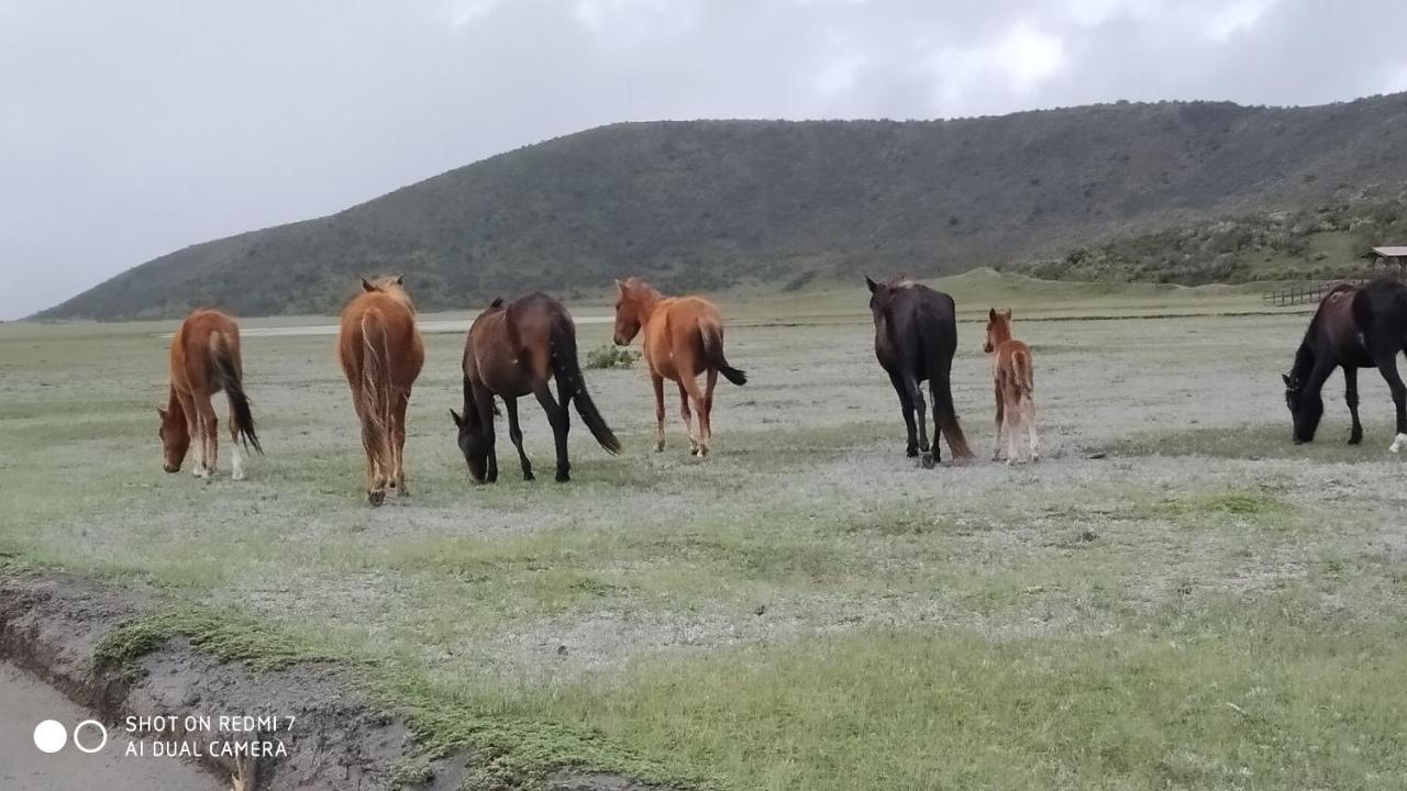 Hostal Killa Llullu Quito Eksteriør billede